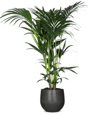 Howea forsteriana (Kentiapalme) (L)