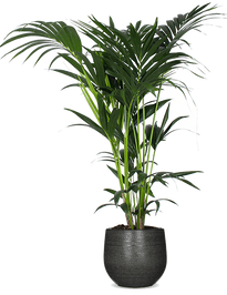 Ungiftige Zimmerpflanzen | Gratis Lieferung | Plantsome