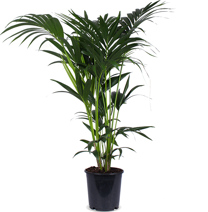 Howea forsteriana (Kentiapalme) (L)