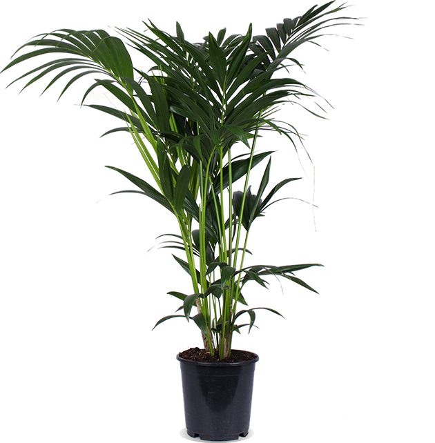 Howea forsteriana (Kentiapalme) kaufen