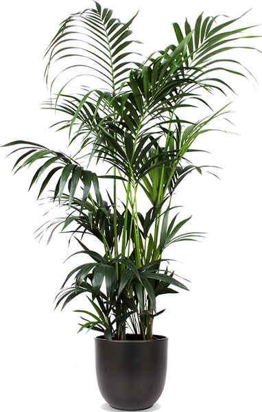 kriechende verbene Kriechende Eisenkraut - Phyla nodiflora Pflanze main image 0