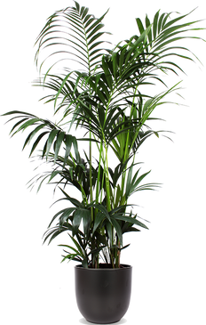 Howea forsteriana (Kentiapalme) (XL)