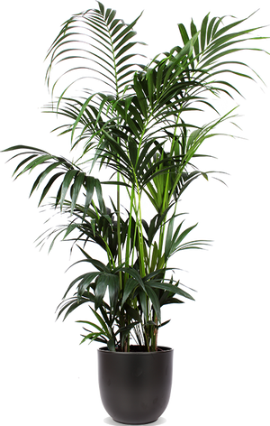 gold monstera 41