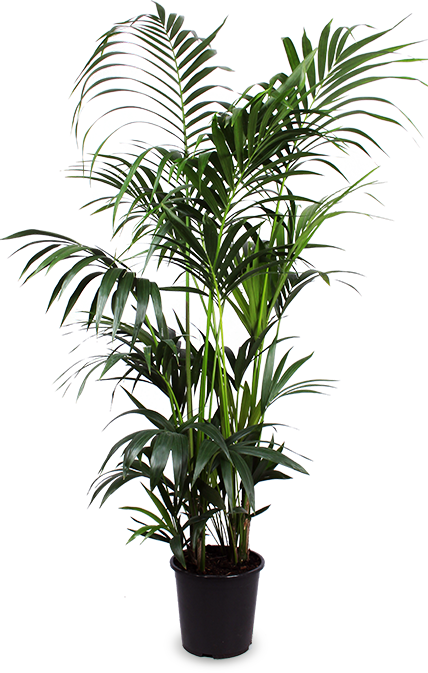 Howea forsteriana (Kentiapalme)(XL) kaufen