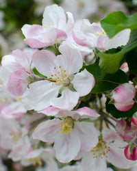 inspiratie-2