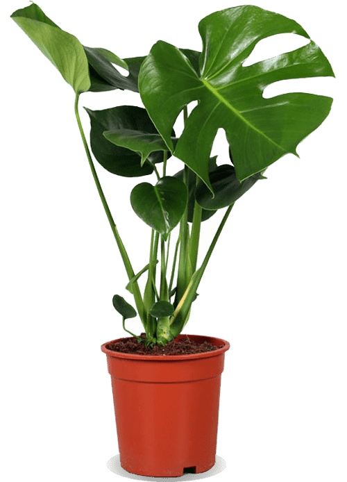 Monstera Deliciosa (Fensterblatt) | 50 cm