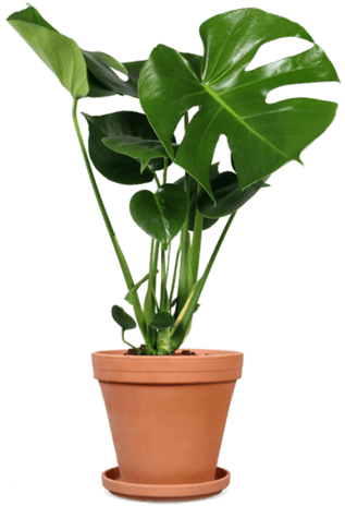 Monstera (Fensterblatt) online kaufen | Plantsome
