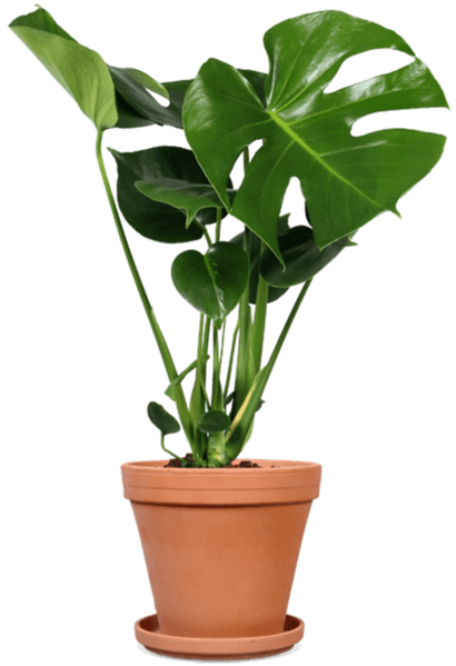 Monstera deliciosa (Fensterblatt) (M)