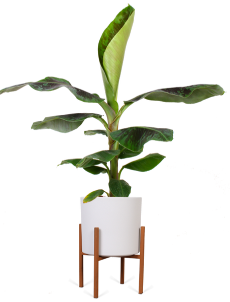Musa dwarf (Bananenpflanze) kaufen