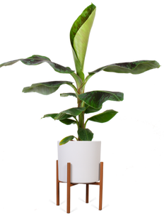 Musa dwarf cavendish (Bananenpflanze) (M)