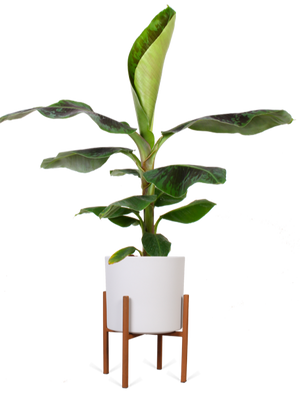 Musa dwarf (Bananenpflanze) kaufen