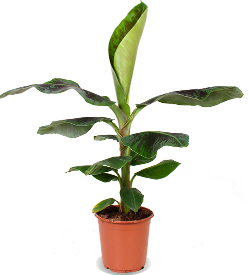 Musa dwarf (Bananenpflanze) kaufen