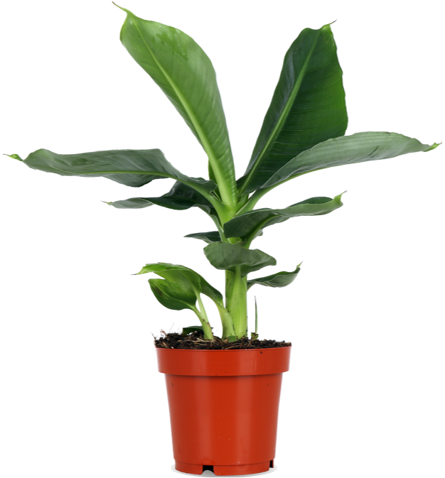 Musa dwarf cavendish (Bananenpflanze) (S)