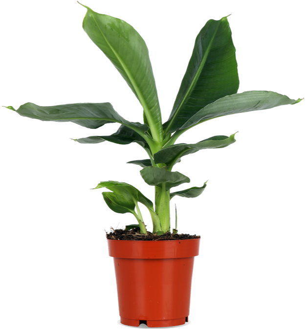 Musa dwarf (Bananenpflanze) kaufen