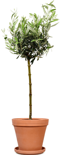 Olea (Olivenbaum) kaufen? | Dotan