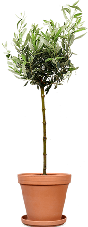 Olea (Olivenbaum) (L)
