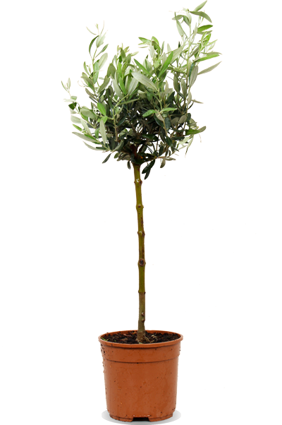 olea olivenbaum Olea (Olivenbaum) kaufen? | Dotan