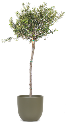 Olea (Olivenbaum) (XL)