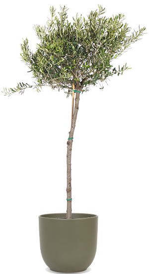 Olea (Olivenbaum) (XL) kaufen | Dotan