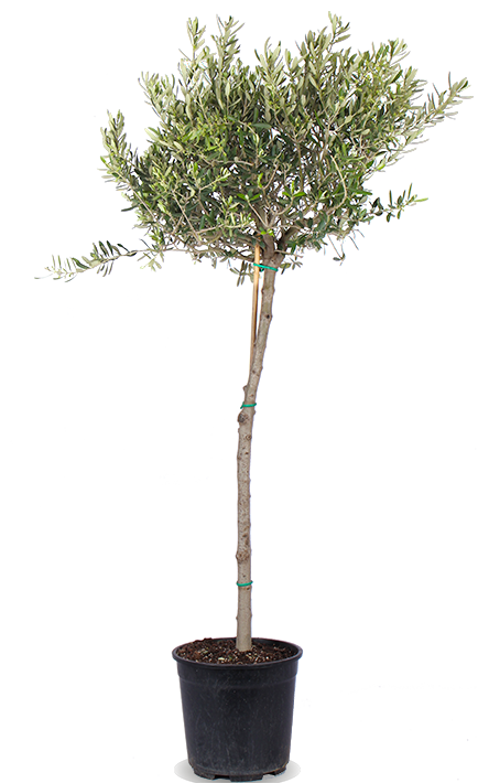 Olea (Olivenbaum) (XL) kaufen | Dotan