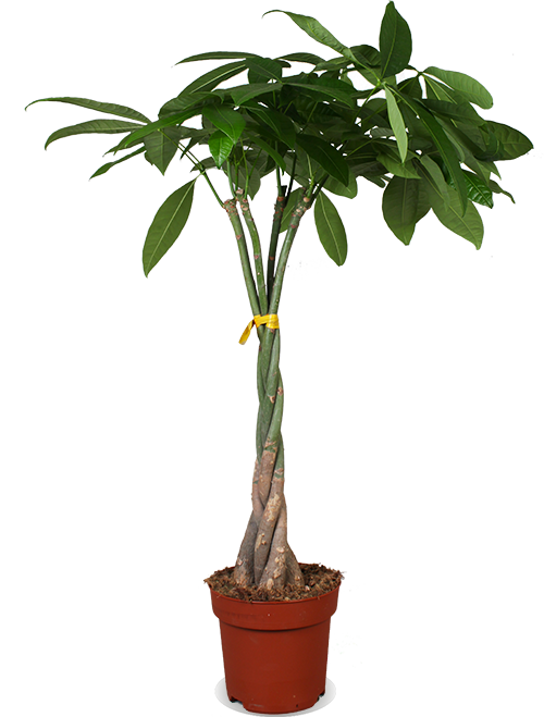 Pachira Aquatica (Glückskastanie) kaufen? | Liu Xuan