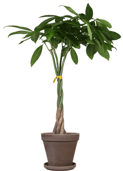 glückskastanie pachira Pachira Aquatica (Glückskastanie) kaufen? | Liu Xuan