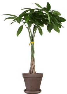 Pachira aquatica (Glückskastanie) (L)