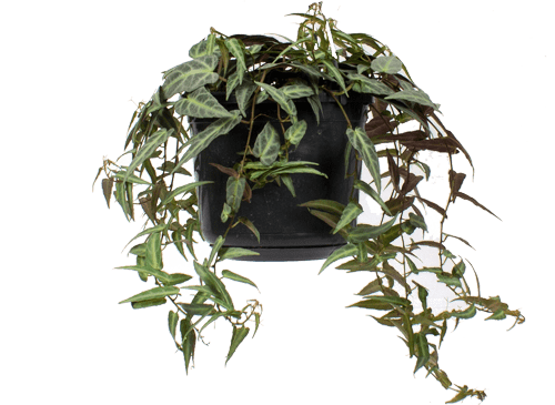 Parthenocissus amazonica (Jungfernrebe) (S)