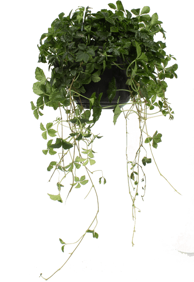Parthenocissus striata (Jungfernrebe) (S)