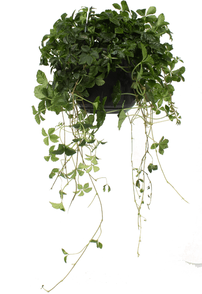 Parthenocissus Striata (Jungfernrebe) kaufen? | Bas Blatt