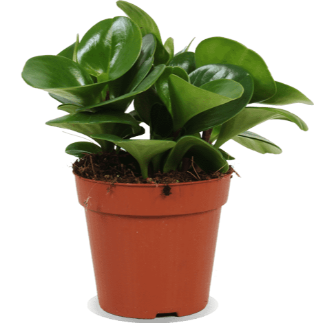 Peperomia obtusifolia (Zwergpfeffer) kaufen | Plantsome