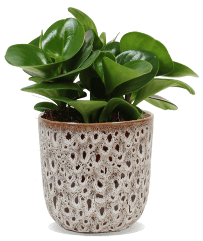 Peperomia obtusifolia (Zwergpfeffer) (S)