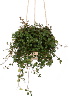 Peperomia pepperspot (Zwergpfeffer) (S)