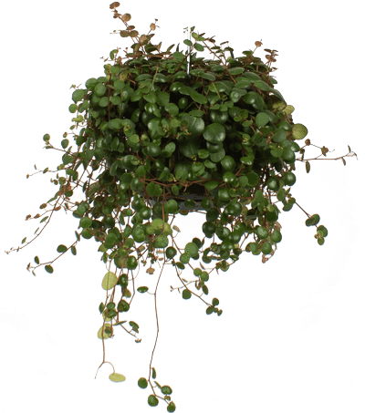 Peperomia pepperspot (Zwergpfeffer) (S)