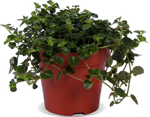 Pilea depressa (Kanonierblume) (S)