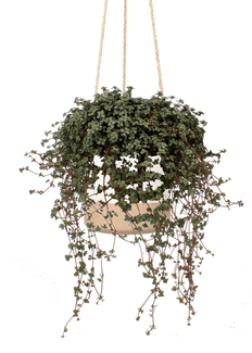 Pilea glauca (Kanonierblume) (S)