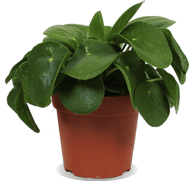 Pilea peperomioides (Glückstaler) (S)