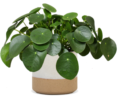 Pilea peperomioides (Glückstaler) (S)