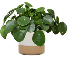 Pilea peperomioides (Glückstaler) (S)