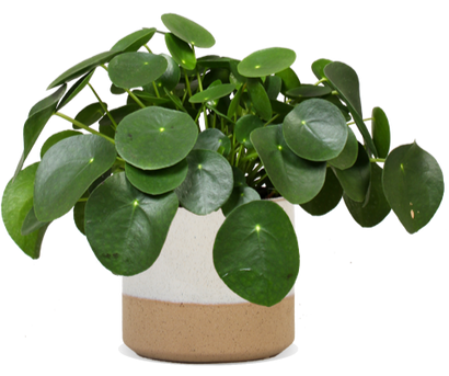 Pilea peperomioides (Glückstaler) (S)