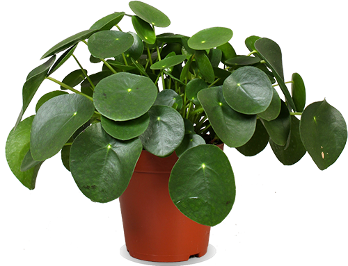 Pilea Peperomioides (Glückstaler) (L) kaufen?