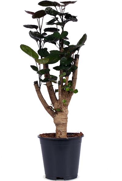 Polyscias Fabian (Fiederaralie) (M) kaufen
