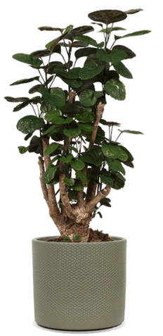 Verpflegung Polyscias (Fiederaralie)  Plantsome