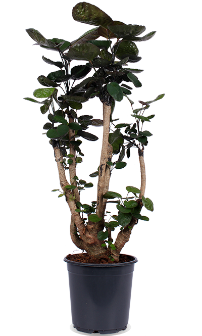 Polyscias Fabian (Fiederaralie) (M) kaufen | Plantsome