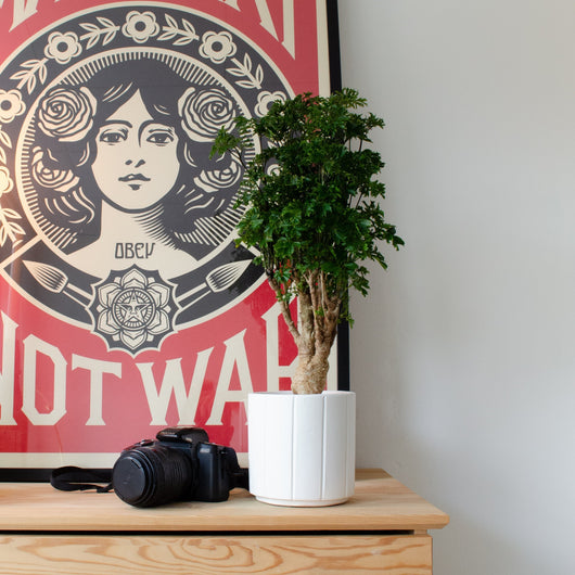 inspiratie