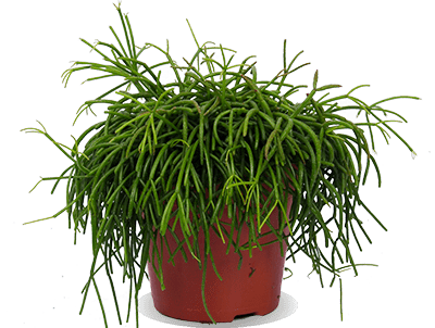 Rhipsalis cashero (Korallenkaktus) kaufen