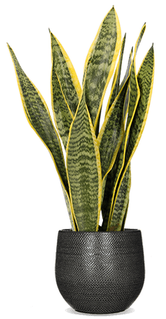 Sansevieria laurentii (Bogenhanf) (S)