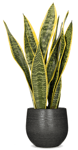 Sansevieria laurentii (Bogenhanf) (S)