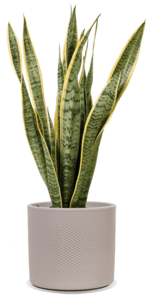 Sansevieria Laurentii (Bogenhanf) | 70 cm