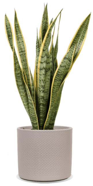 Sansevieria laurentii (Bogenhanf) (M)